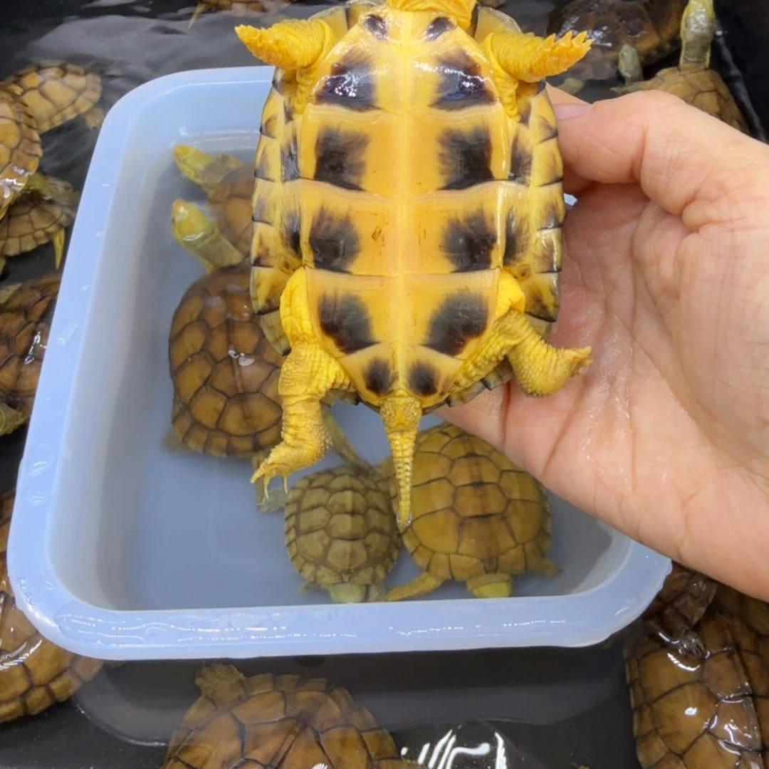 公母搭配宠物龟心***觉