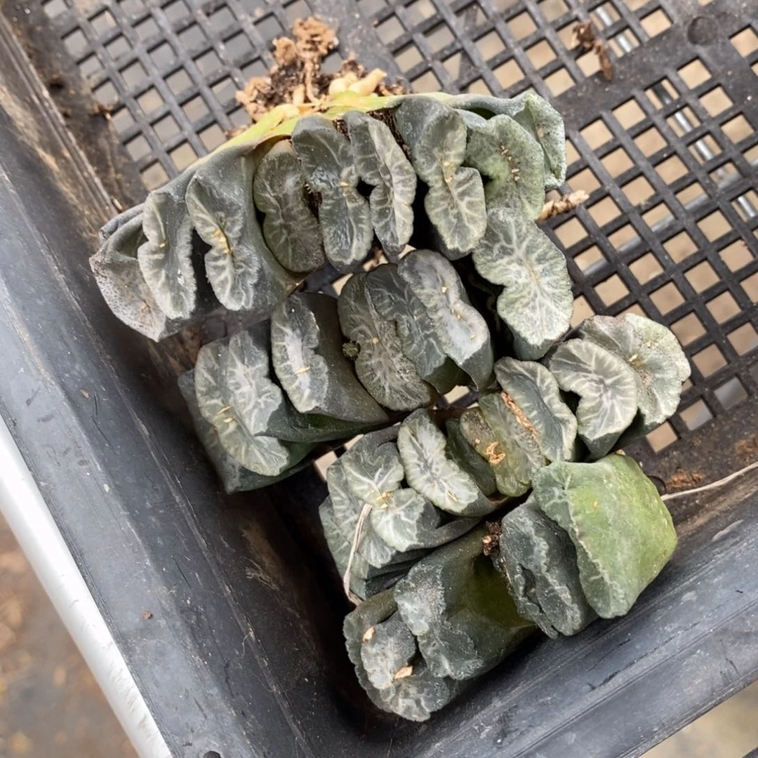 2448 一颗玉扇 超级福利