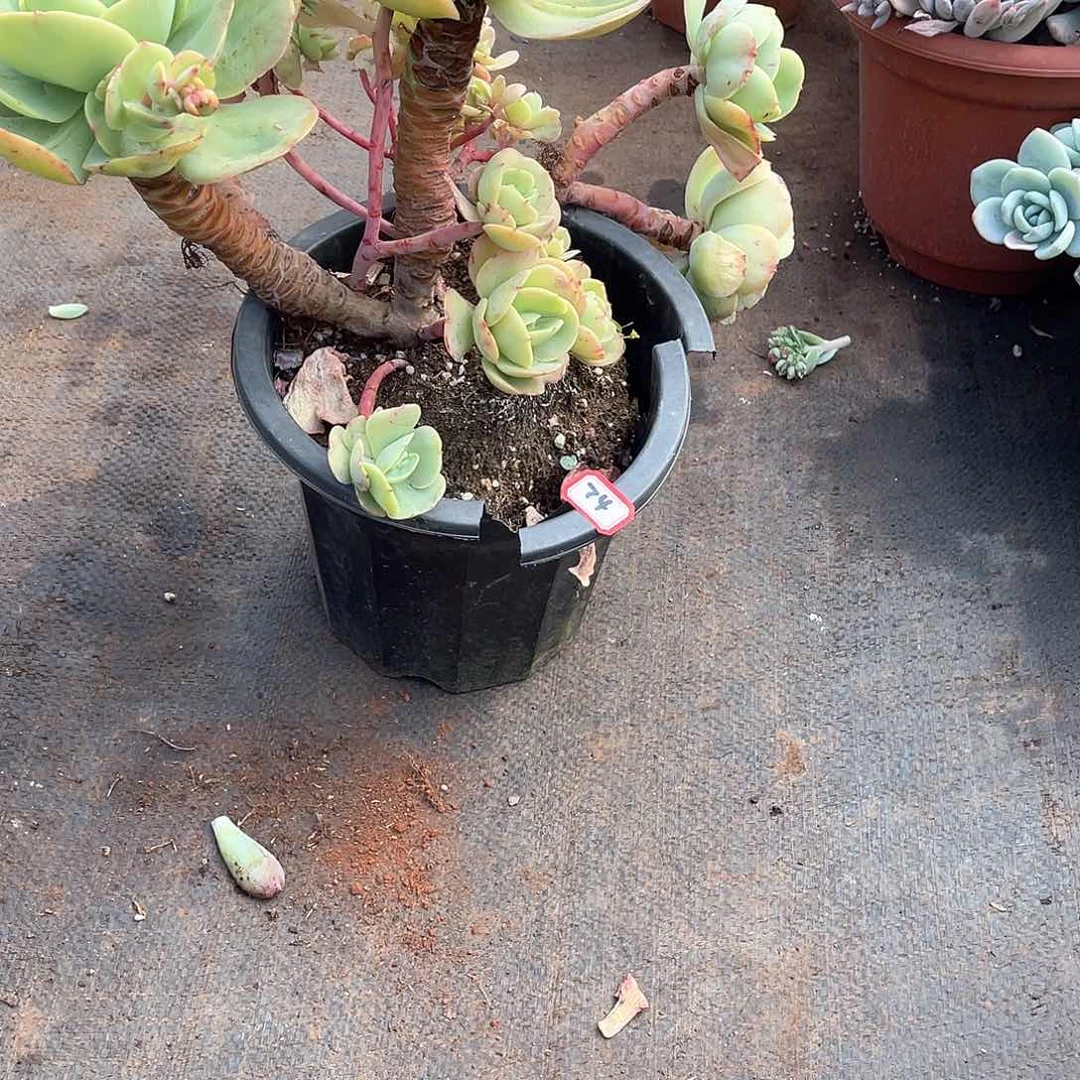 74碧桃 一物一拍多肉