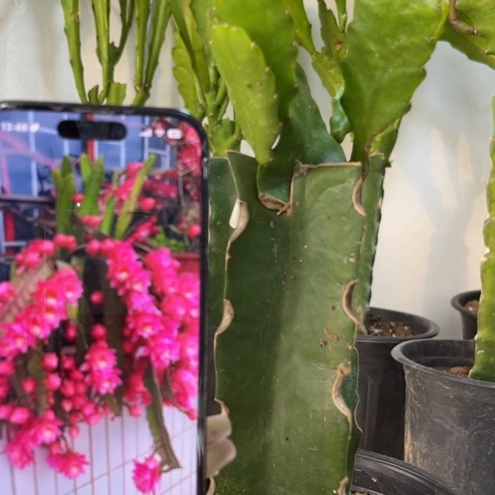 当前无花栽培后可以开花391