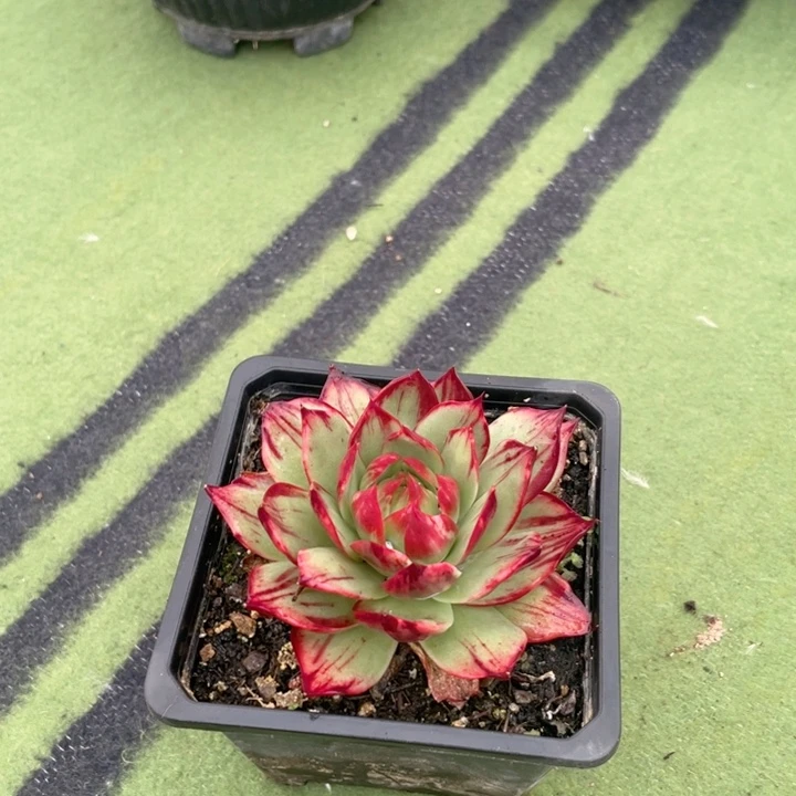 惊鸿仙子多肉植物多肉128