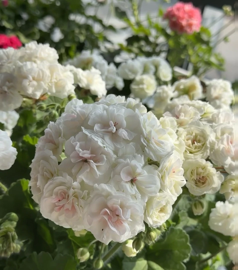 乌拉诺娃——重瓣品种—中苗发货包对版