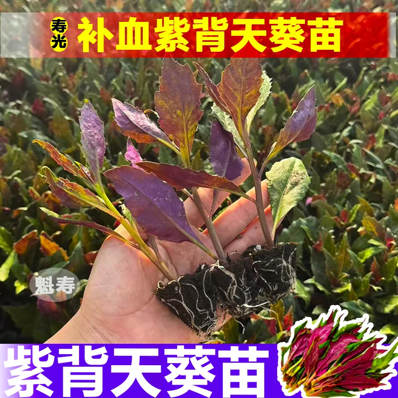 紫背天葵苗补血菜血皮菜四季盆栽阳台红凤菜苗观音菜苗紫背菜种苗