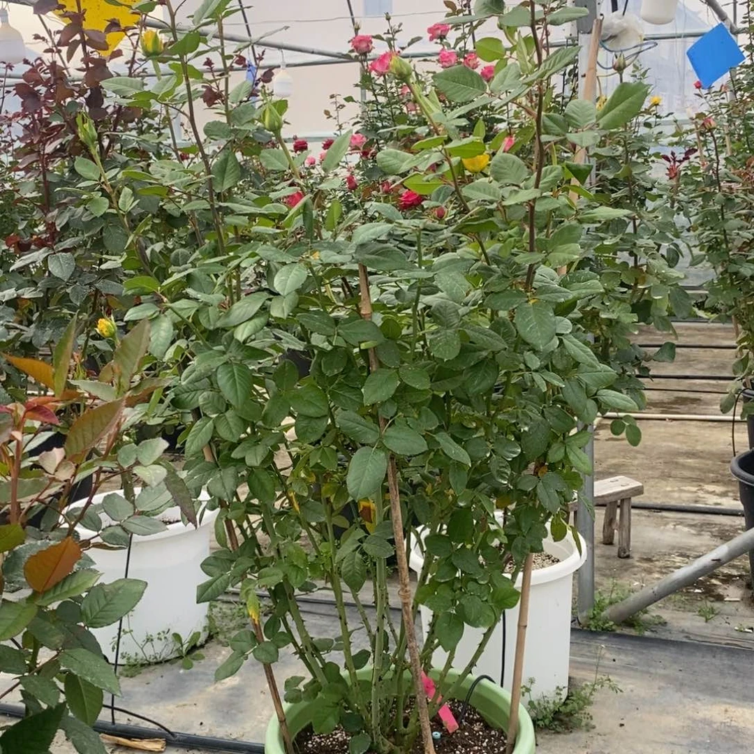 完全开放一物一拍