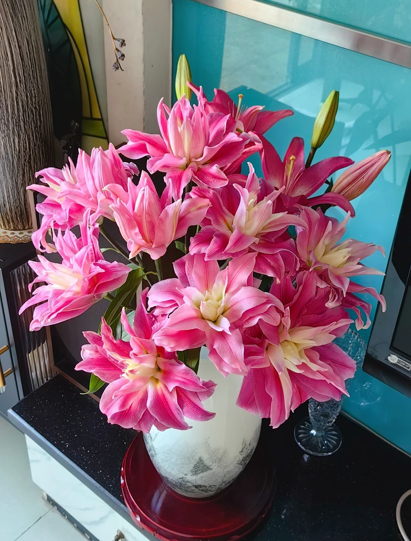 [红丝带 重瓣百合鲜花]顶苞稍小颜色偏淡能接受再拍