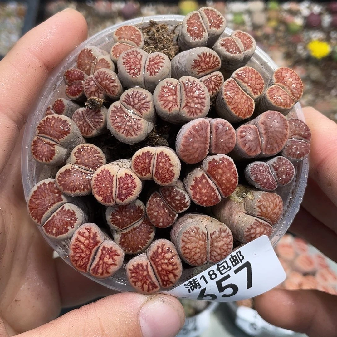 当天凑满十八元包邮657