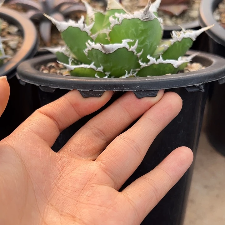 多肉植物龙舌兰植物