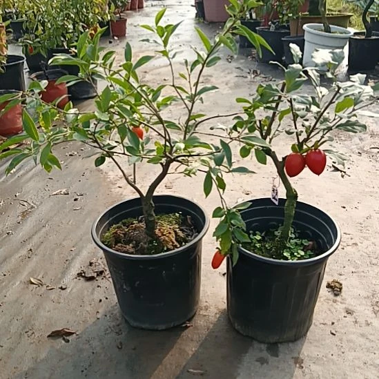 无花朵金弹子盆景园长