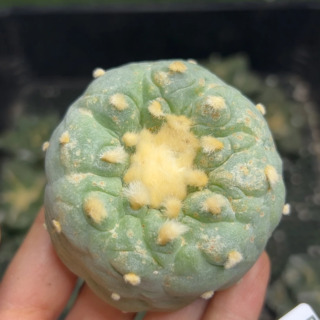 白*白37 有根 仙人球等