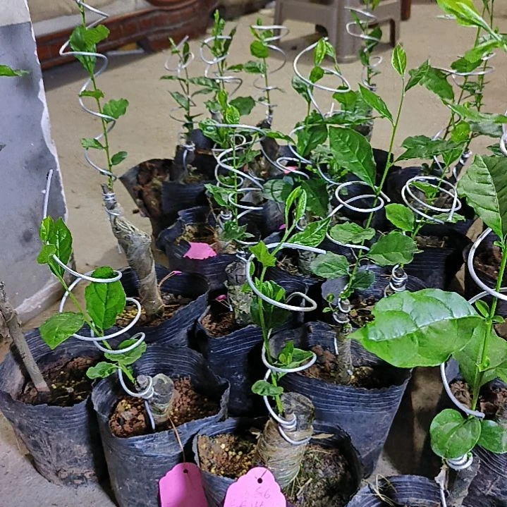 无花朵龙游天下金弹子嫁接苗大