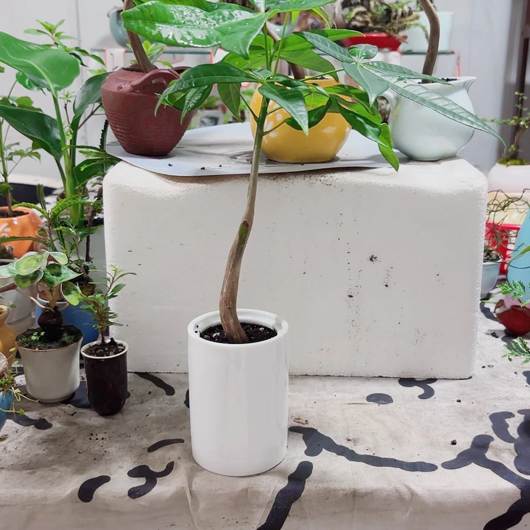 无花朵你****我一物一拍 所见即所得26