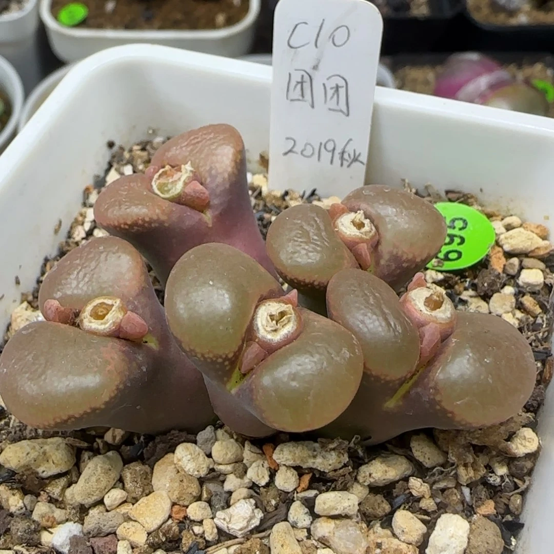 c10团团种源白花大群生695