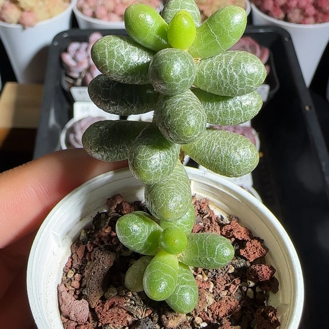 多肉1218-72绿龟之卵