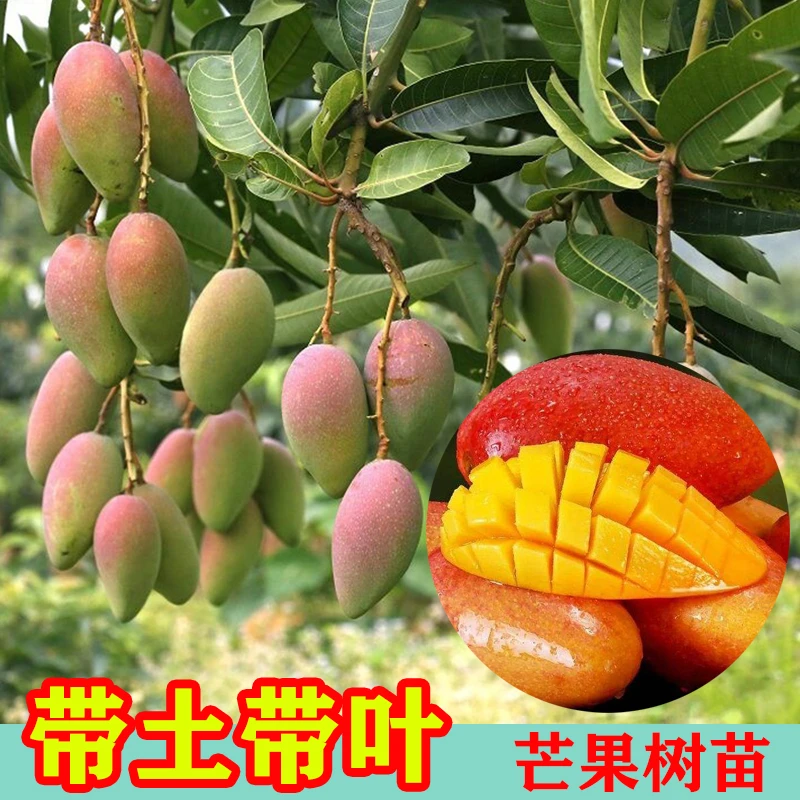 芒果树苗广西发货带土带叶嫁接金煌贵妃台农盆栽地栽庭院南方种植