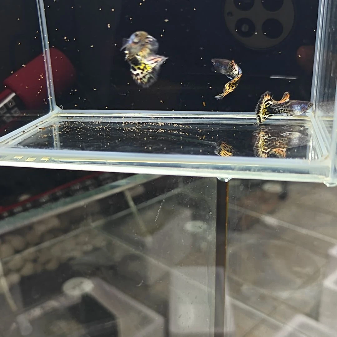 孔雀鱼热带淡水孔雀鱼金钱豹，