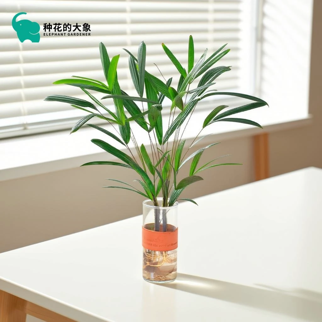 棕竹盆栽绿植室内桌面懒人好养四季常青净化空气观叶美观植物