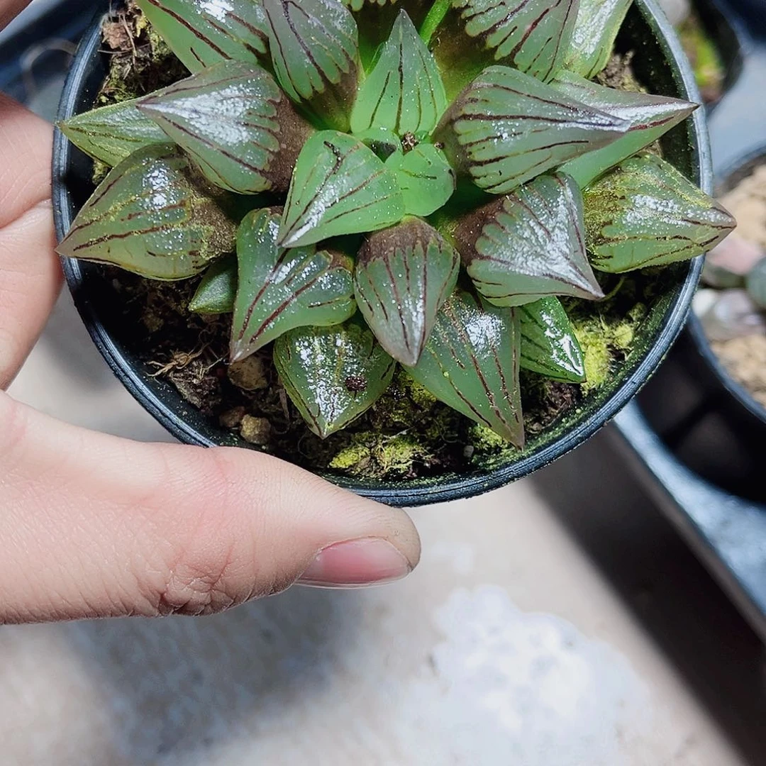 西瓜寿精品十二卷植物