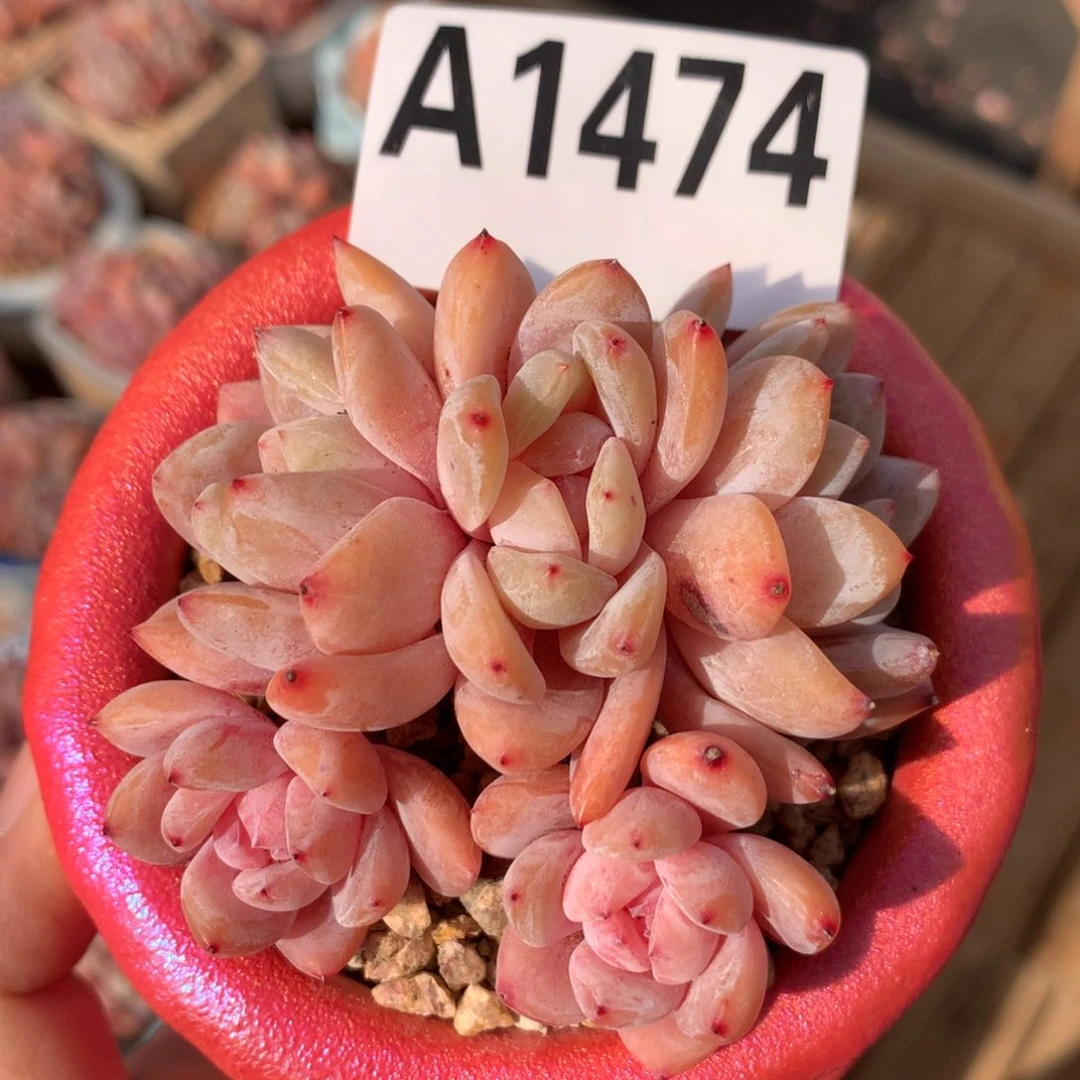 A1474 雪天使自然群小树 新年开播福利