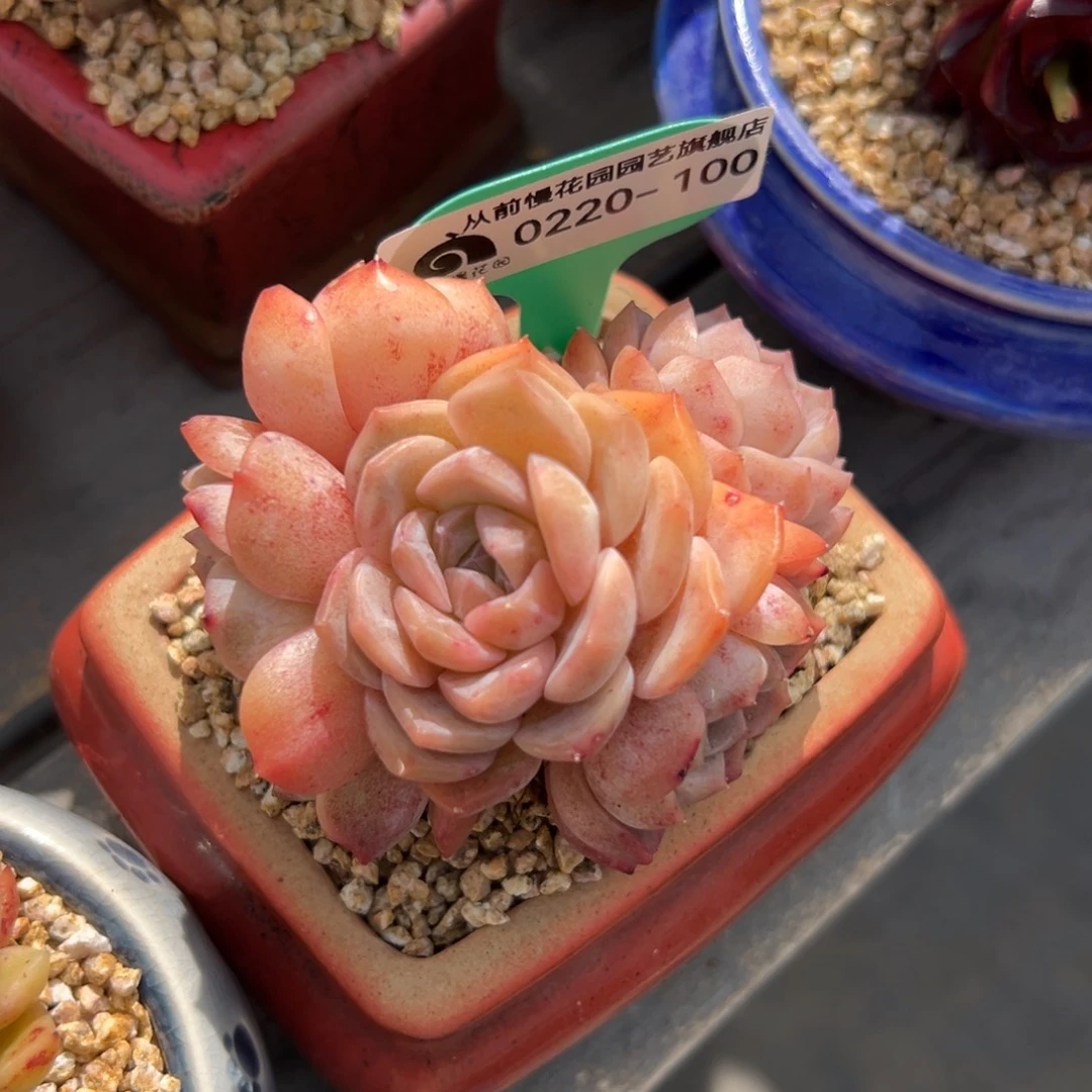 多肉一物一拍0220-100