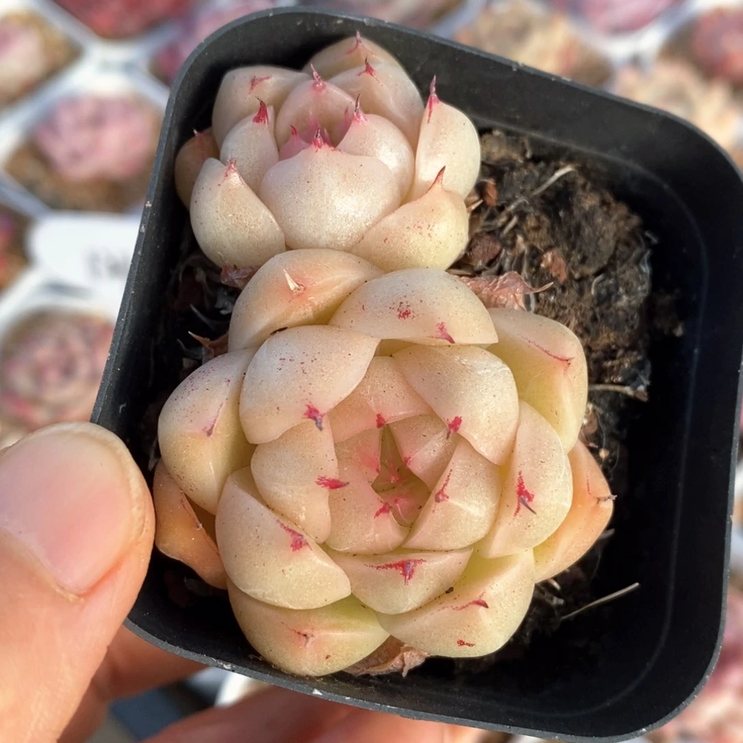 精品多肉一物一拍68