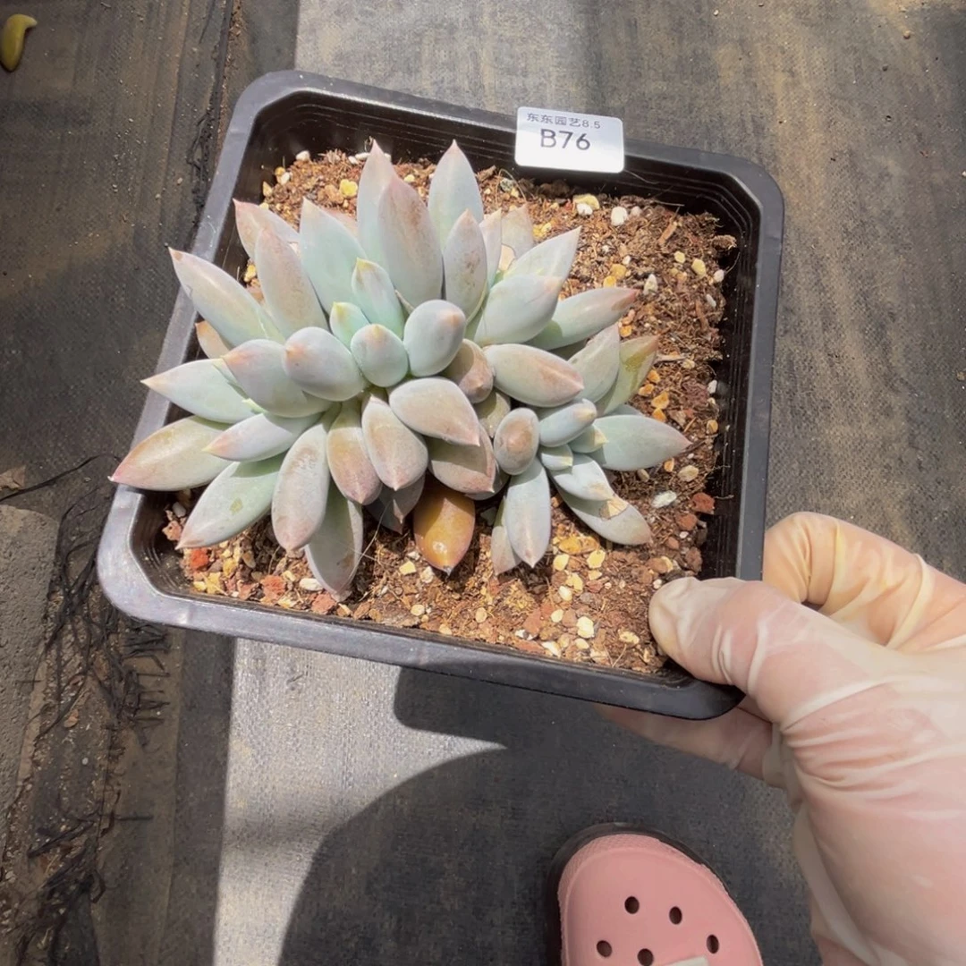 b76哥特萝莉群生呀呀呀