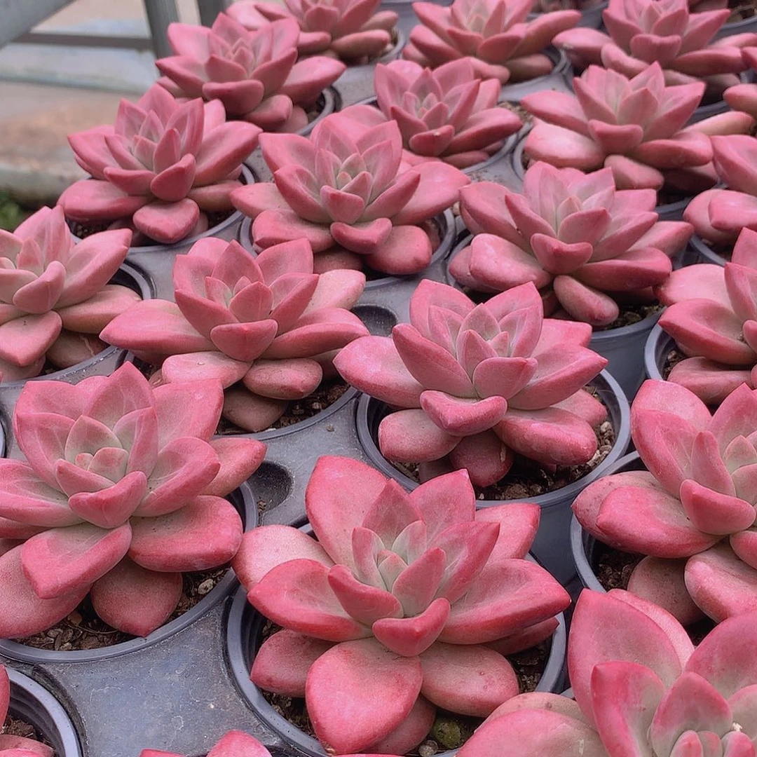 赫菲斯托345678899999