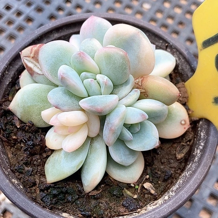 多肉植物梦露锦1099
