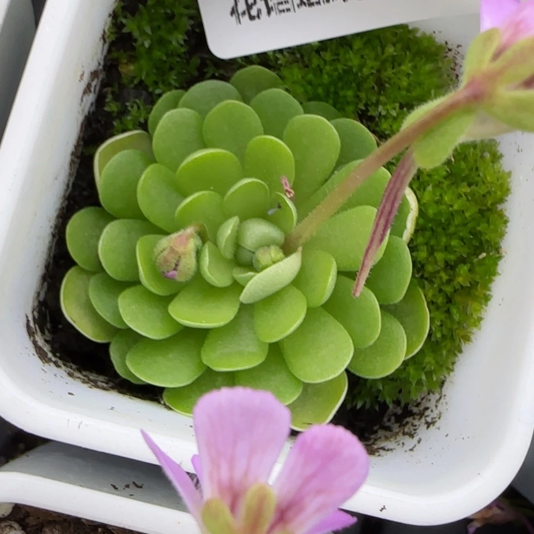 花语逸镜0208-103