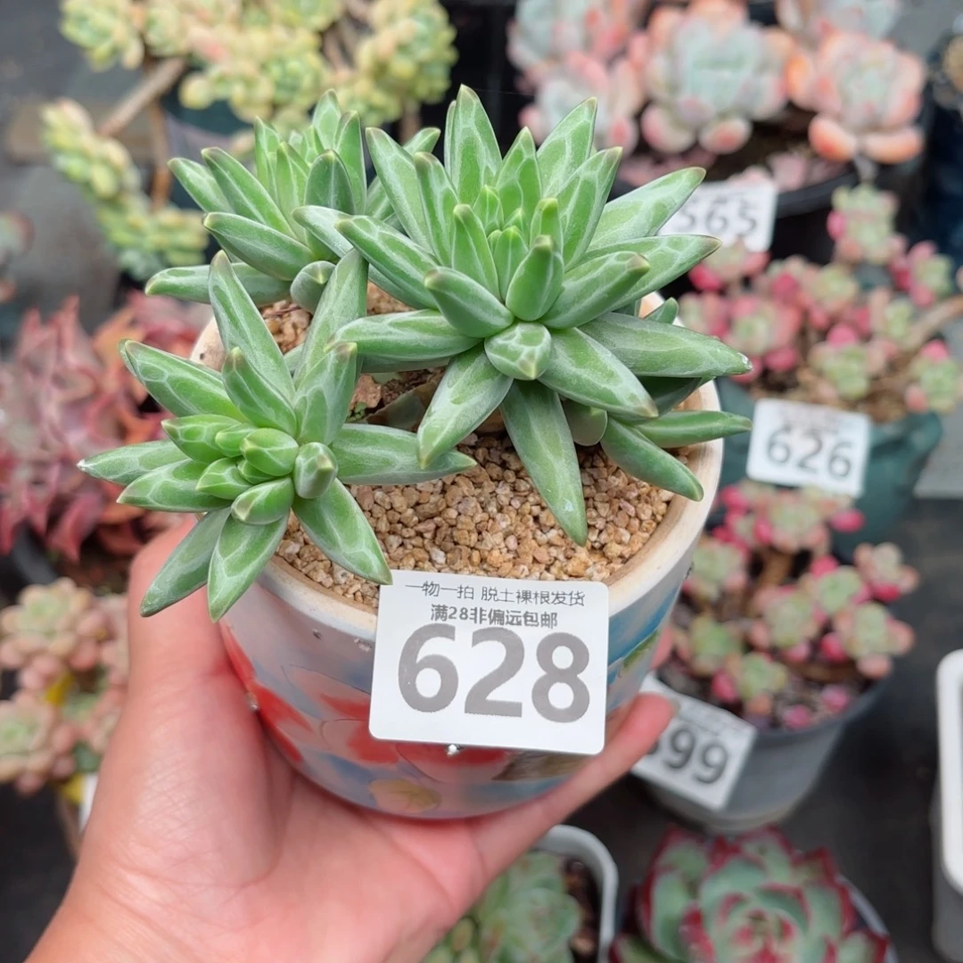 梵高多肉无盆土发货