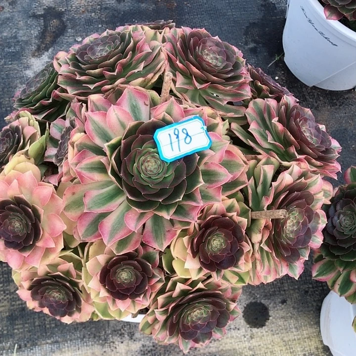 矜*198雨荷多肉法师