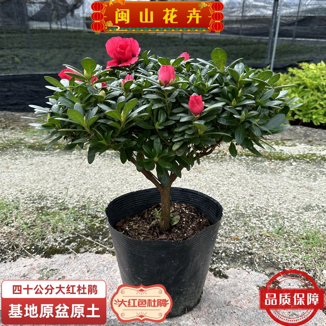 大红色杜鹃花重瓣花系精致棵型花卉基地精选货喜气氛围感阳台盆栽