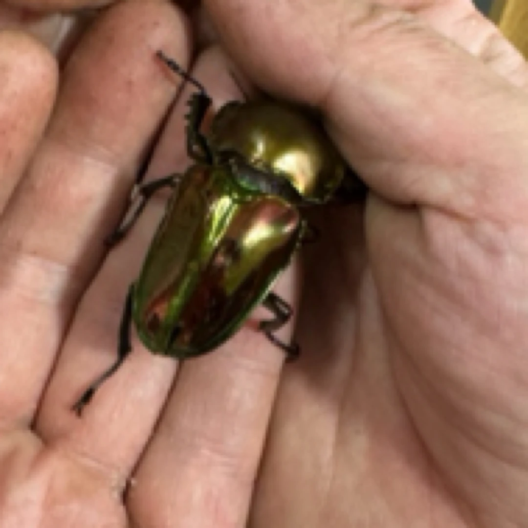 彩虹锹甲 成虫活体（16号）60.9mm