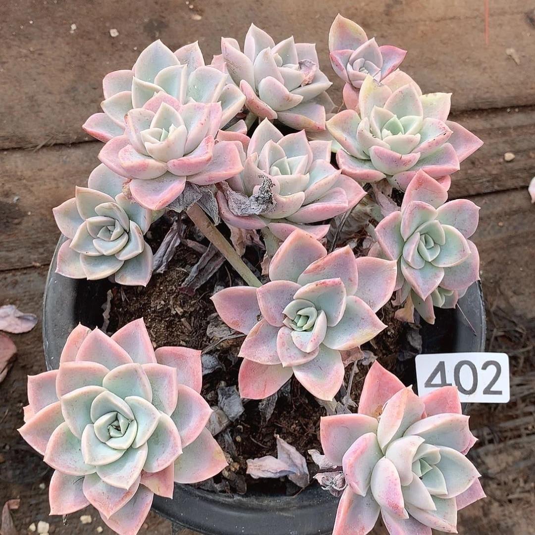 402哈利一物一拍多肉