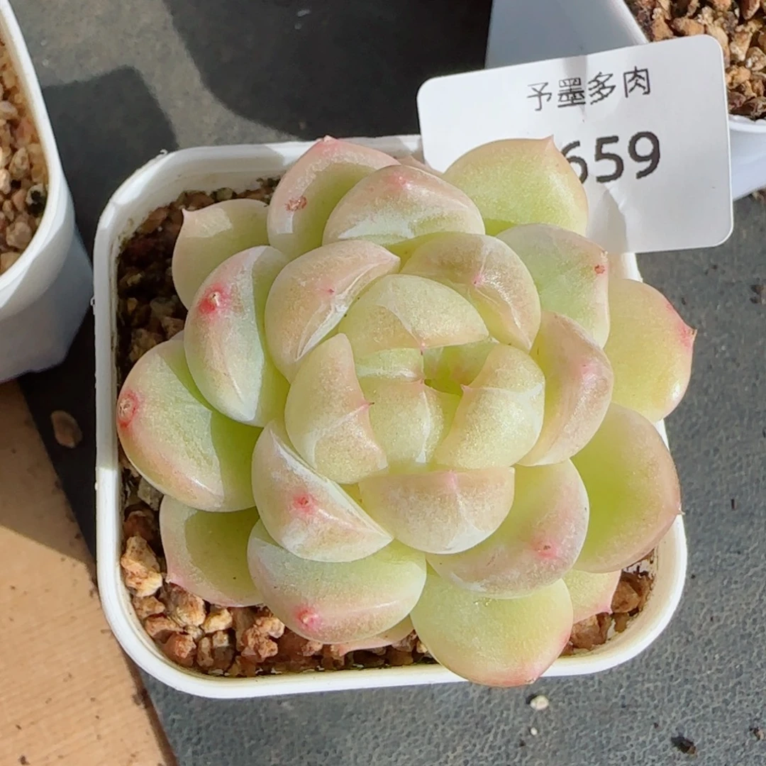 白体珍妮，9659多肉植物