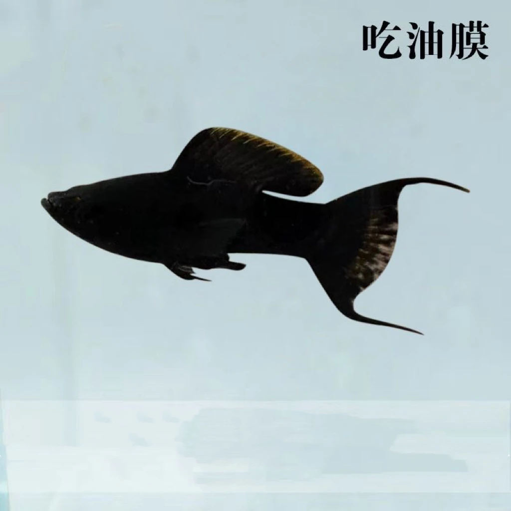 黑玛丽福利套餐12条+3条备损到手15条公母搭配皮实好养活