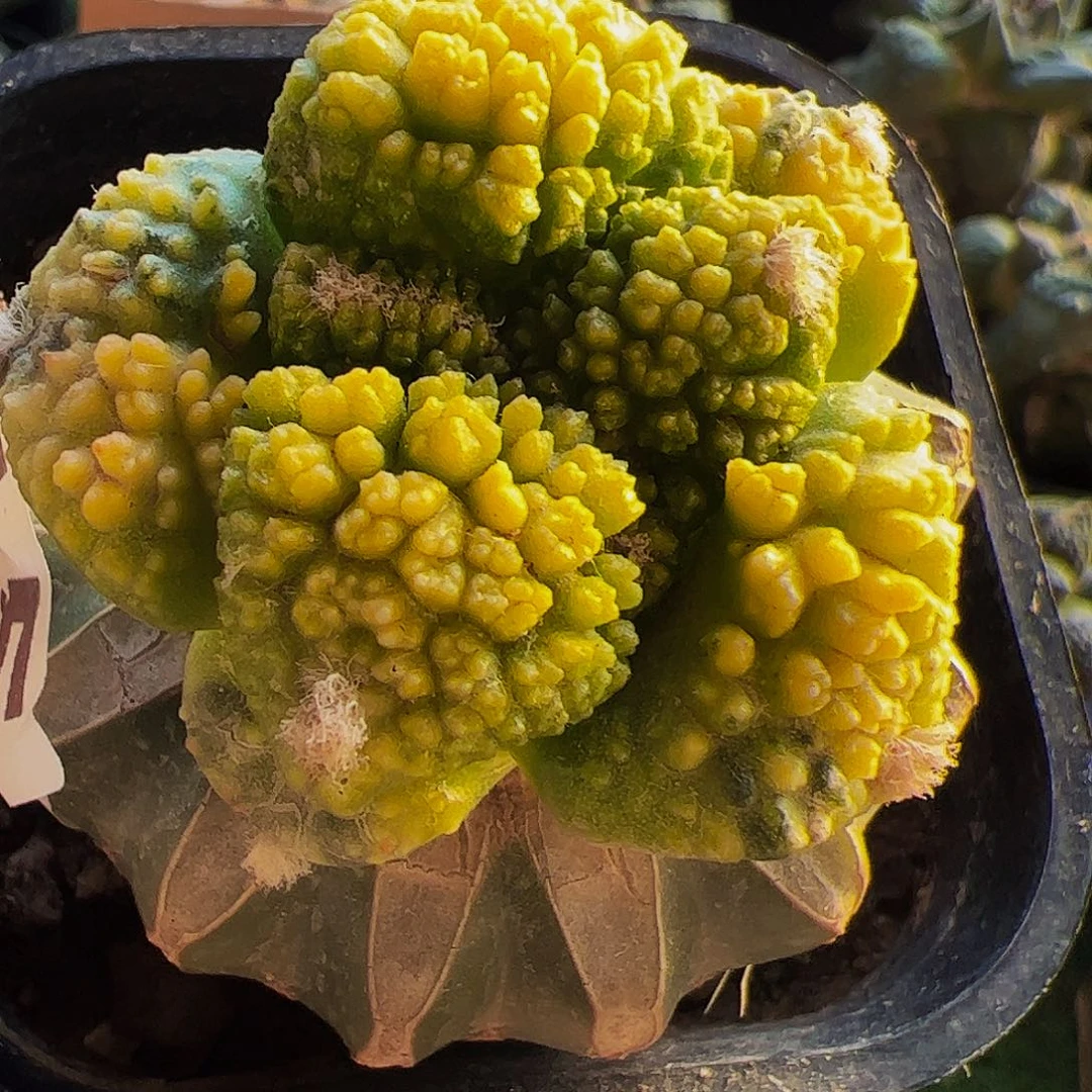 无花朵颗粒哥斯拉牡丹锦215