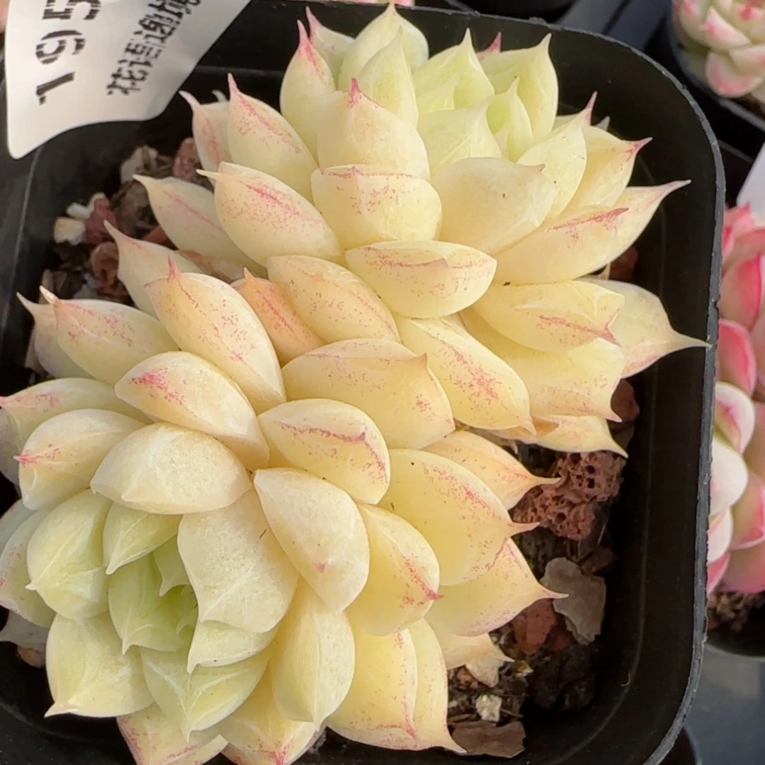 花语逸境0219-195