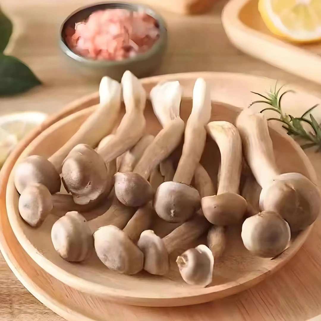 【新鲜鹿茸菇】基地现摘直发新鲜菌菇火锅食材基地直发