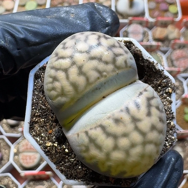 五***.生石花12212。 1111。    99