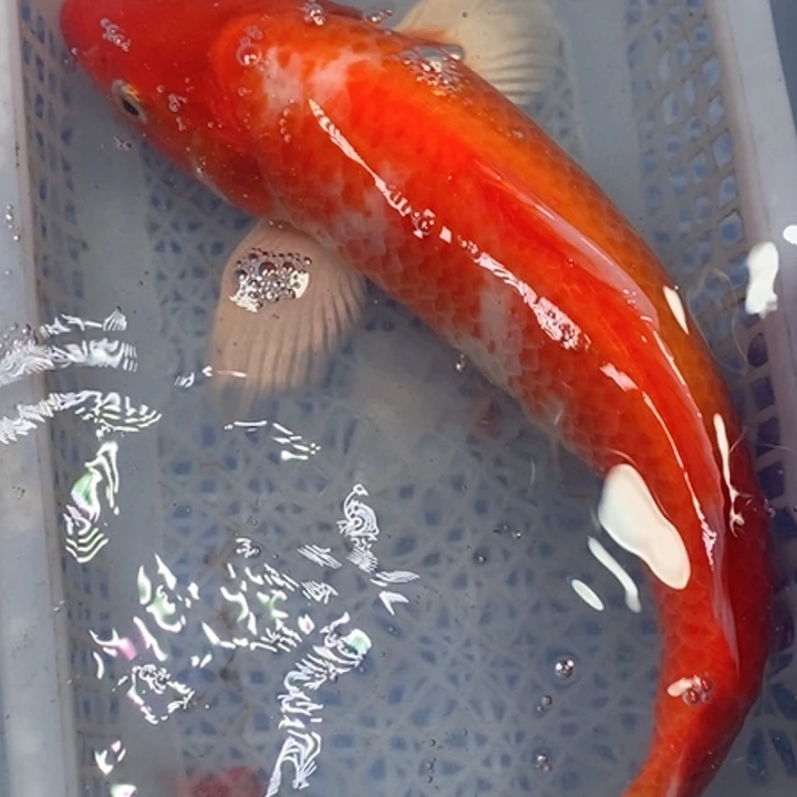 锦鲤冷水锦鲤包邮（无开箱视频不售后）