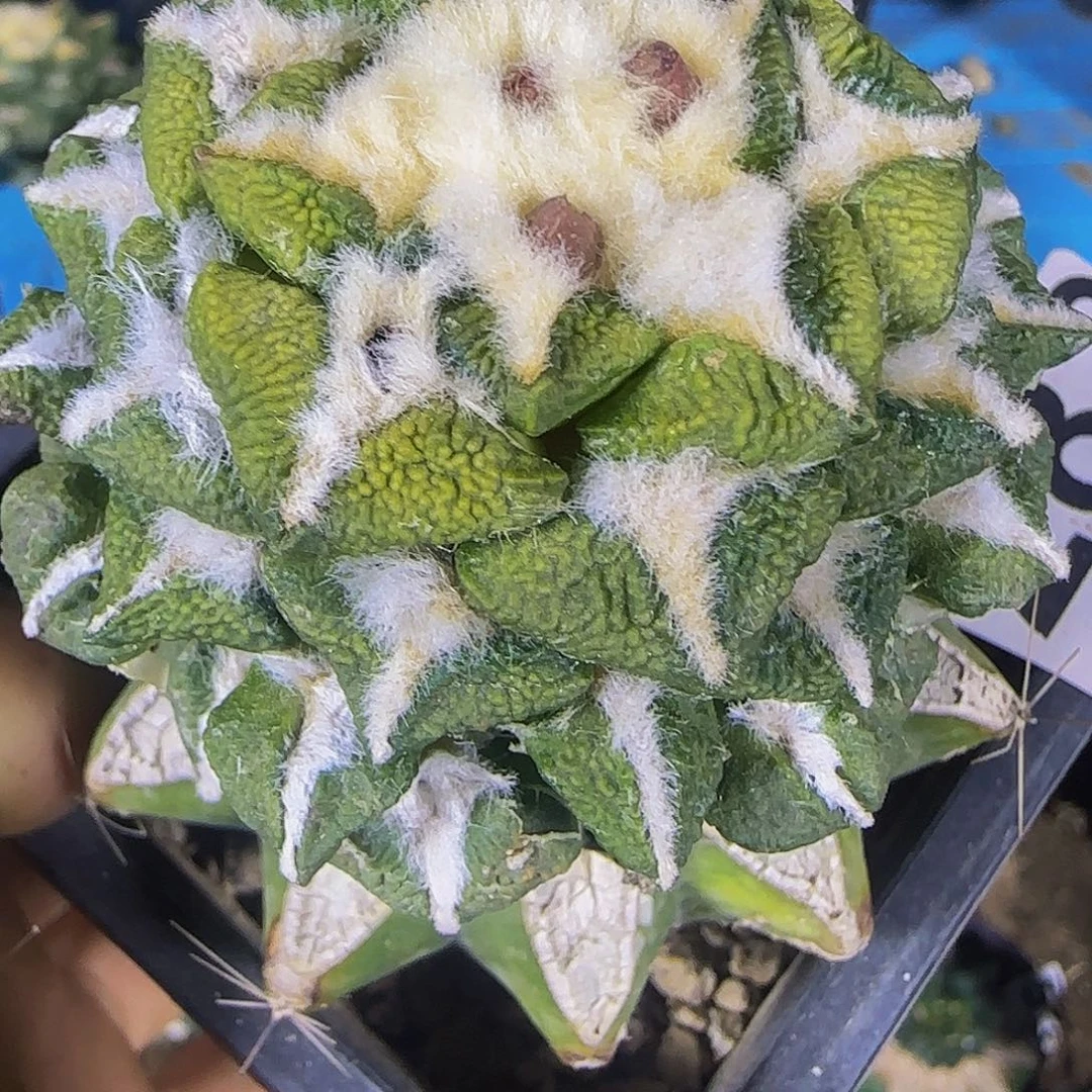 大尤黑锦282仙人球开花