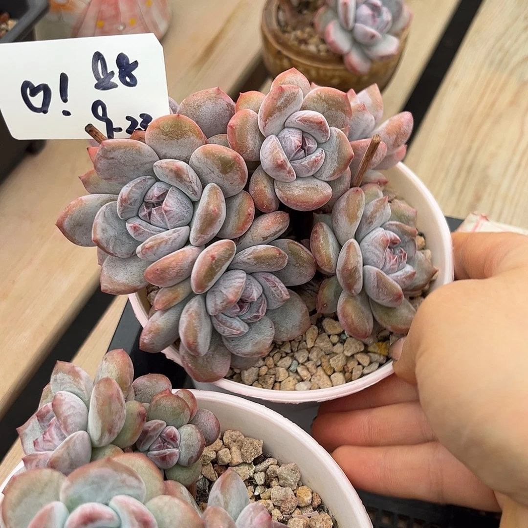 爱心桃石榴子多肉植物
