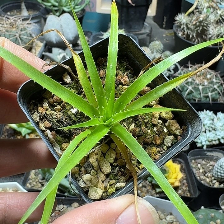 890皇后凤梨带盆发货