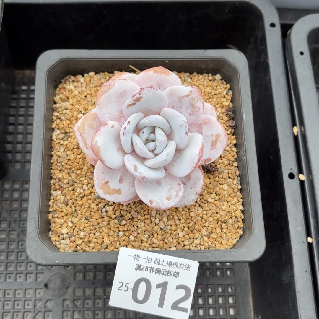 雪莲单头多肉多肉