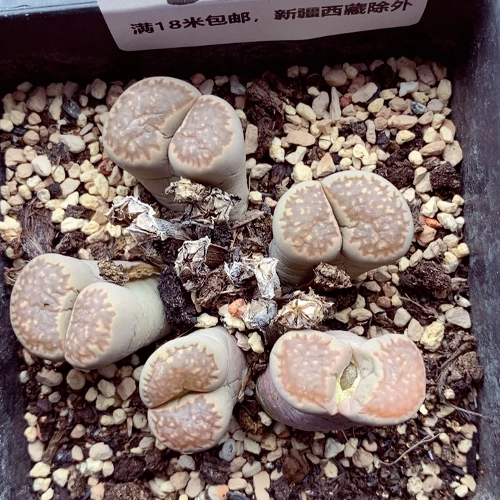 3728。