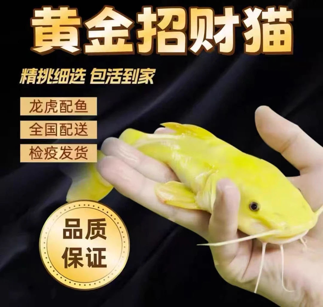 黄金招财猫热带观赏鱼寓意美好风水鱼淡水好养底层鱼