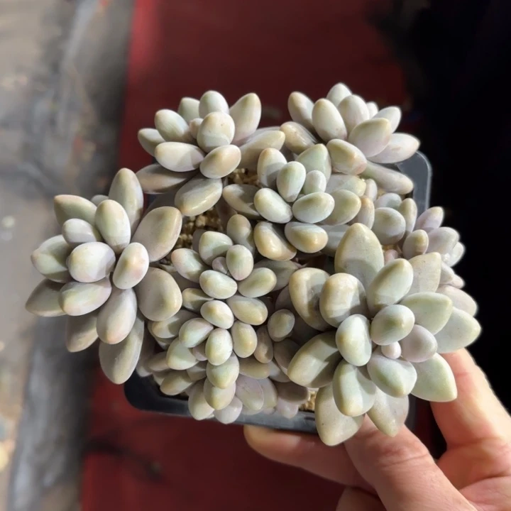 彩****ɞ14厘米的尺寸一物一拍的