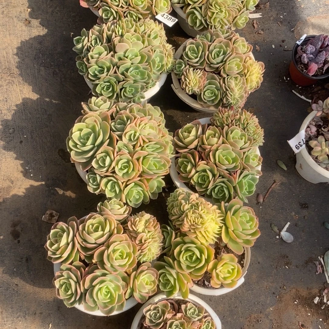 4389星纳塔缀化一物一拍8盆