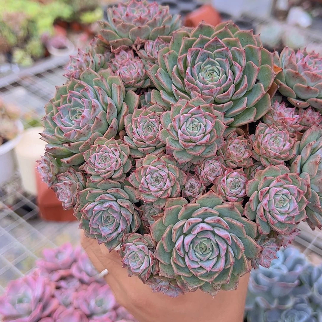 海滨格瑞多头群生带盆土