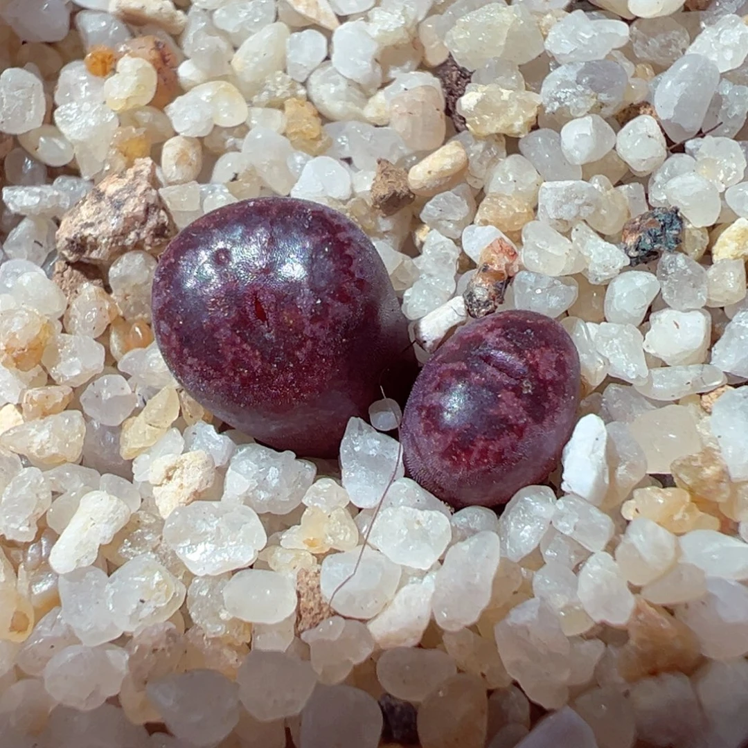 1231-533多肉多肉马克李子